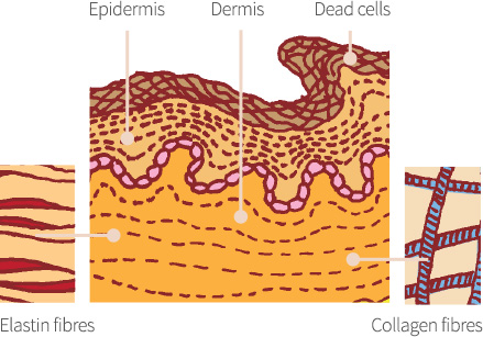 Hirudoid - skin layers